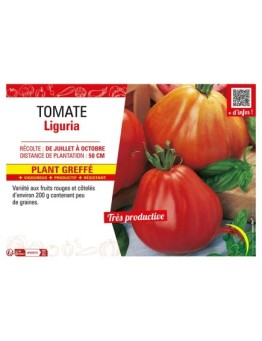 TOMATE LIGURIA Plant greffé