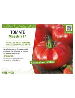 TOMATE MAESTRIA F1