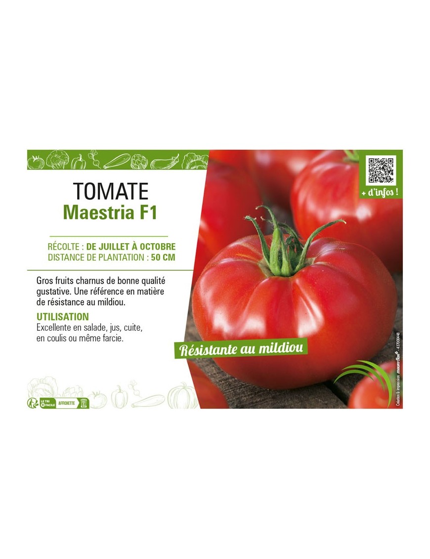 TOMATE MAESTRIA F1
