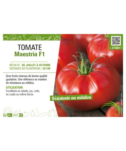 TOMATE MAESTRIA F1