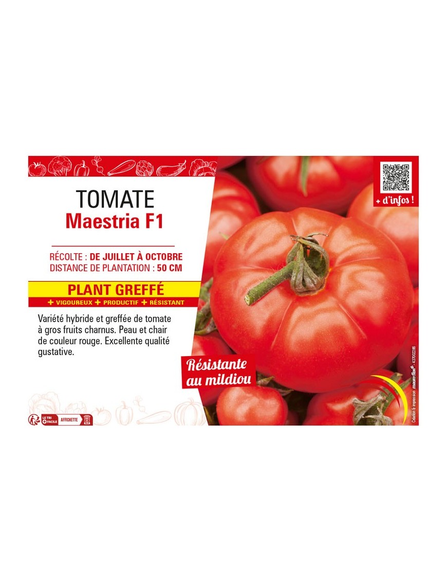 TOMATE MAESTRIA F1 Plant greffé