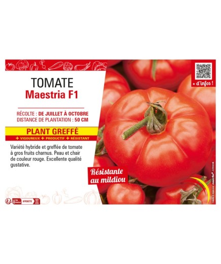 TOMATE MAESTRIA F1 Plant greffé