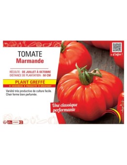 TOMATE MARMANDE Plant greffé