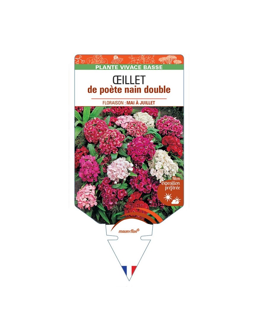 DIANTHUS barbatus voir Œillet de poète nain double