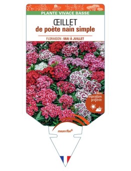 DIANTHUS barbatus voir Œillet de poète nain simple