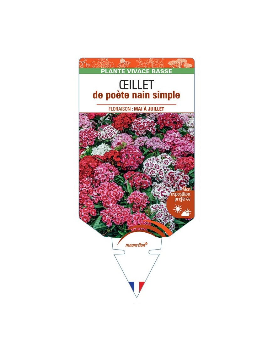 DIANTHUS barbatus voir Œillet de poète nain simple