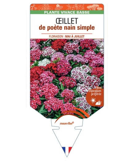 DIANTHUS barbatus voir Œillet de poète nain simple