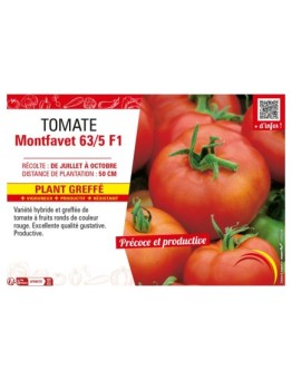 TOMATE MONTFAVET 63/5 F1 Plant greffé