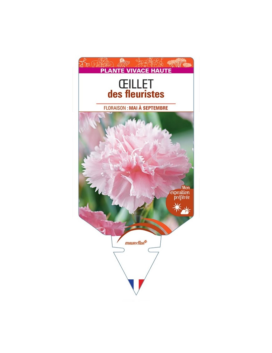 DIANTHUS caryophyllus voir Œillet des fleuristes