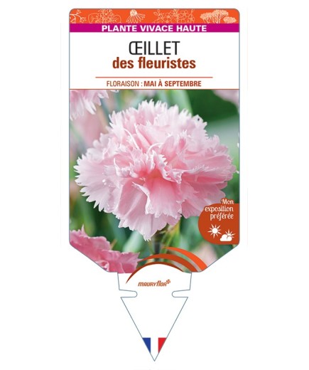 DIANTHUS caryophyllus voir Œillet des fleuristes