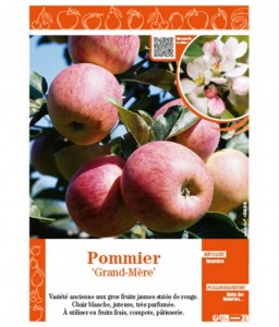POMMIER GRAND-MÈRE