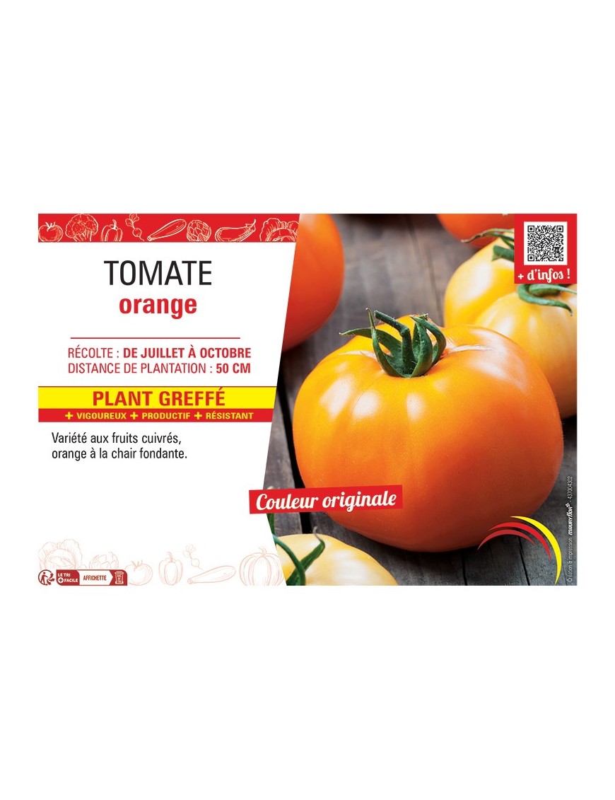 TOMATE ORANGE Plant greffé