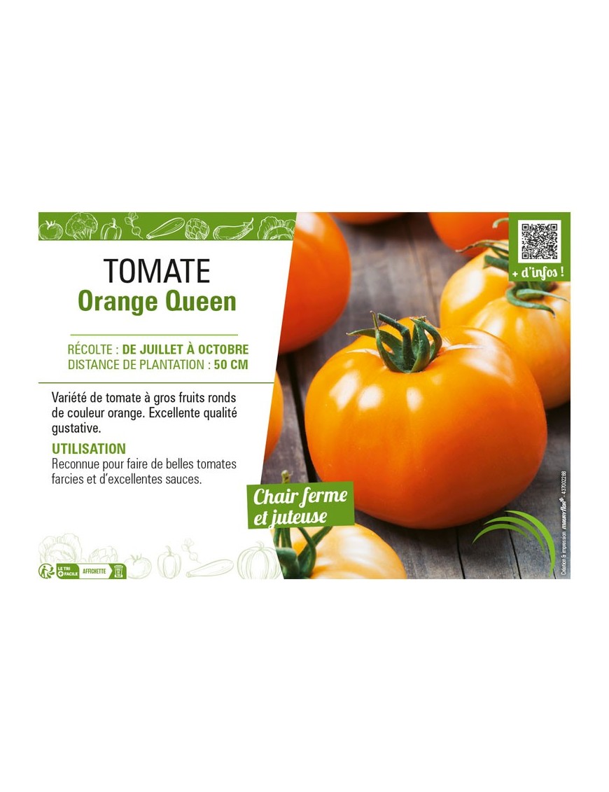 TOMATE ORANGE QUEEN