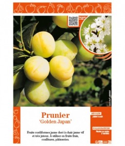 PRUNIER GOLDEN JAPAN