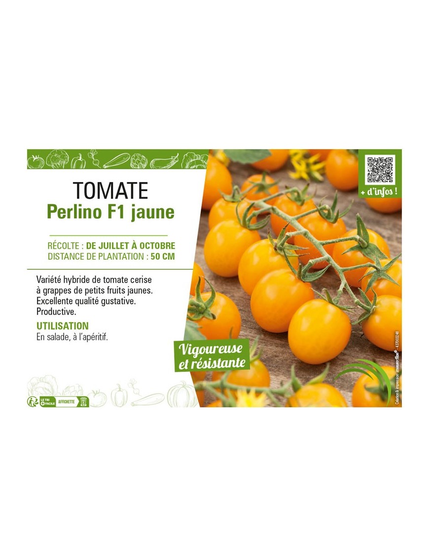 TOMATE PERLINO F1 JAUNE
