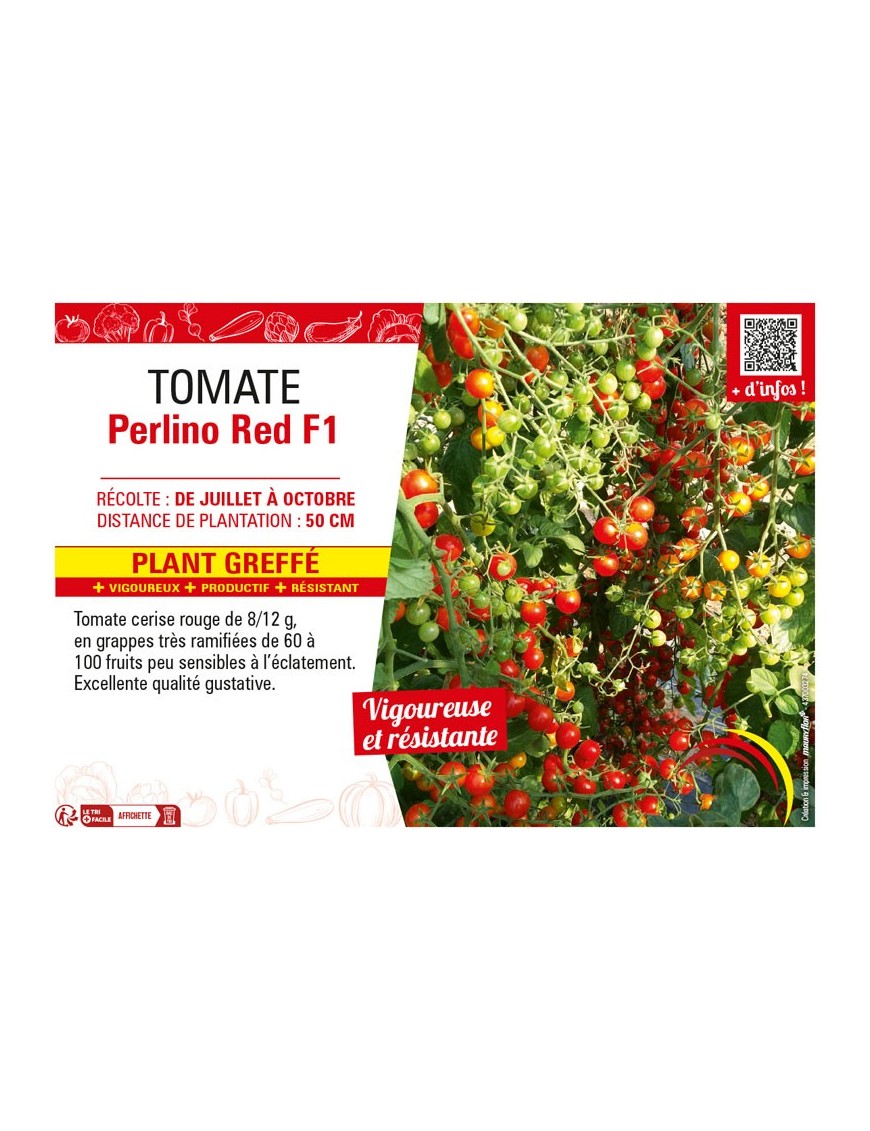TOMATE PERLINO RED F1 Plant greffé