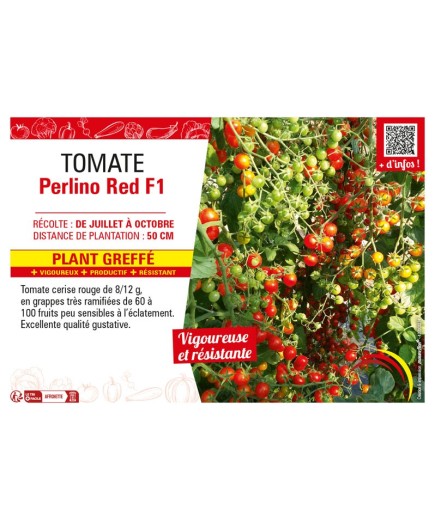 TOMATE PERLINO RED F1 Plant greffé
