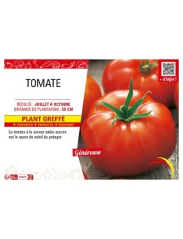 TOMATE Plant greffé