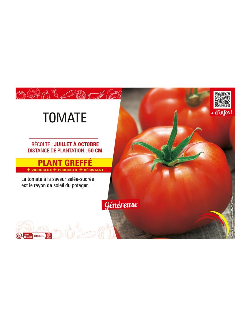 TOMATE Plant greffé