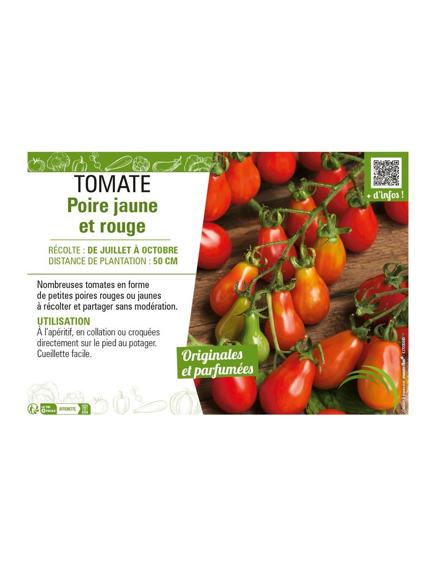 TOMATE POIRE JAUNE ET ROUGE