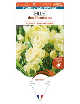 DIANTHUS caryophyllus voir Œillet des fleuristes (jaune)
