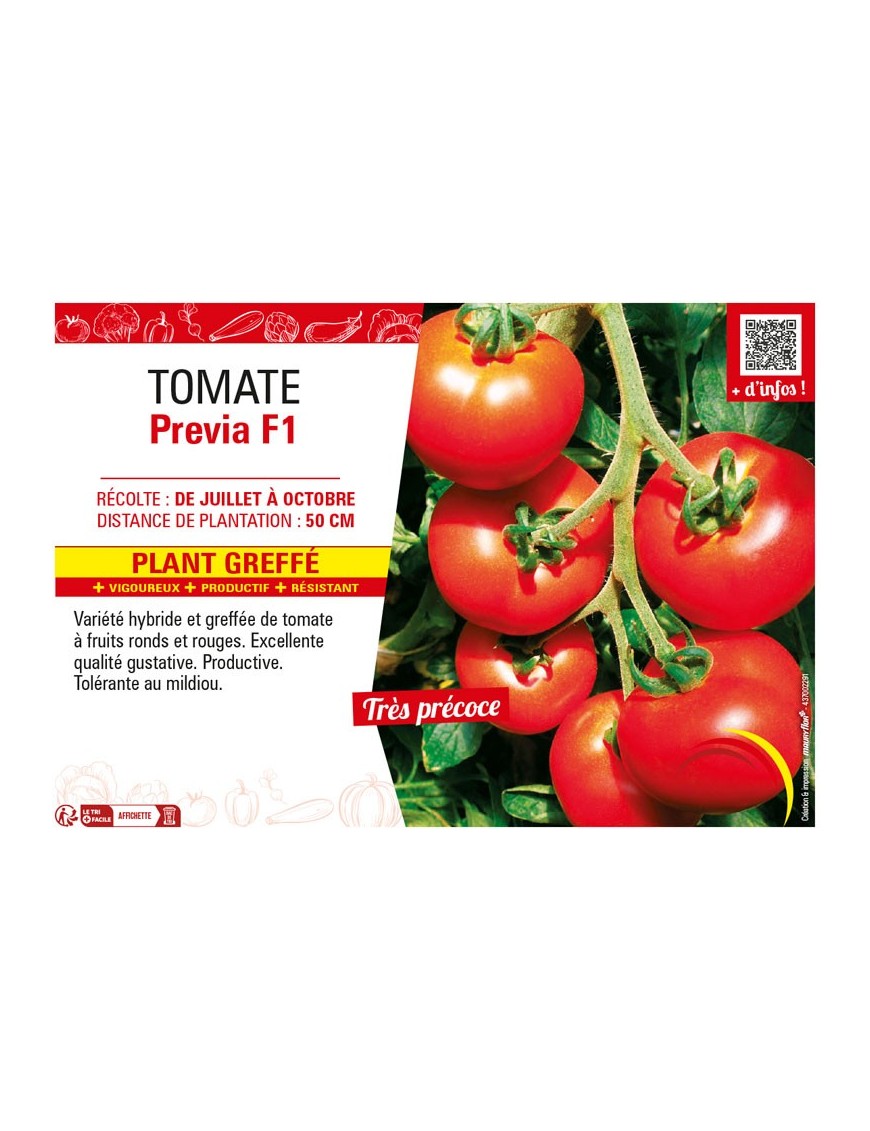 TOMATE PREVIA F1 Plant greffé