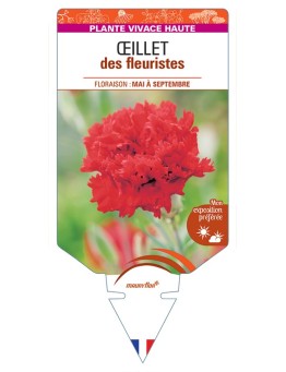DIANTHUS caryophyllus voir Œillet des fleuristes (rouge)