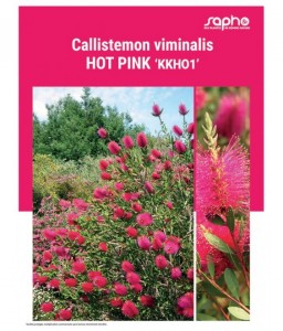 CALLISTEMON VIMINALIS "Hot Pink"