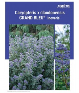 CARYOPTERIS X CLANDONENSIS "Grand Bleu®"