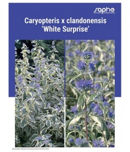 CARYOPTERIS X CLANDONENSIS "White Surprise"