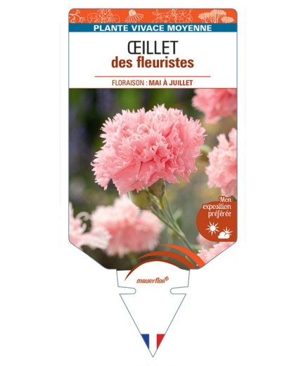 DIANTHUS caryophyllus voir Œillet des fleuristes (saumon)