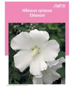 HIBISCUS SYRIACUS "Eleonore"