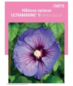 HIBISCUS SYRIACUS "Ultramarine® II"