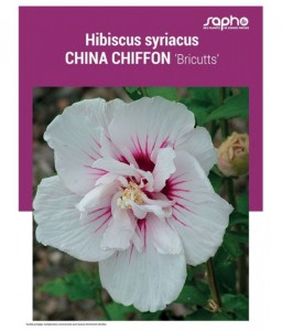HIBISCUS SYRIACUS "China Chiffon"