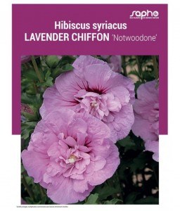 HIBISCUS SYRIACUS "Lavender Chiffon"