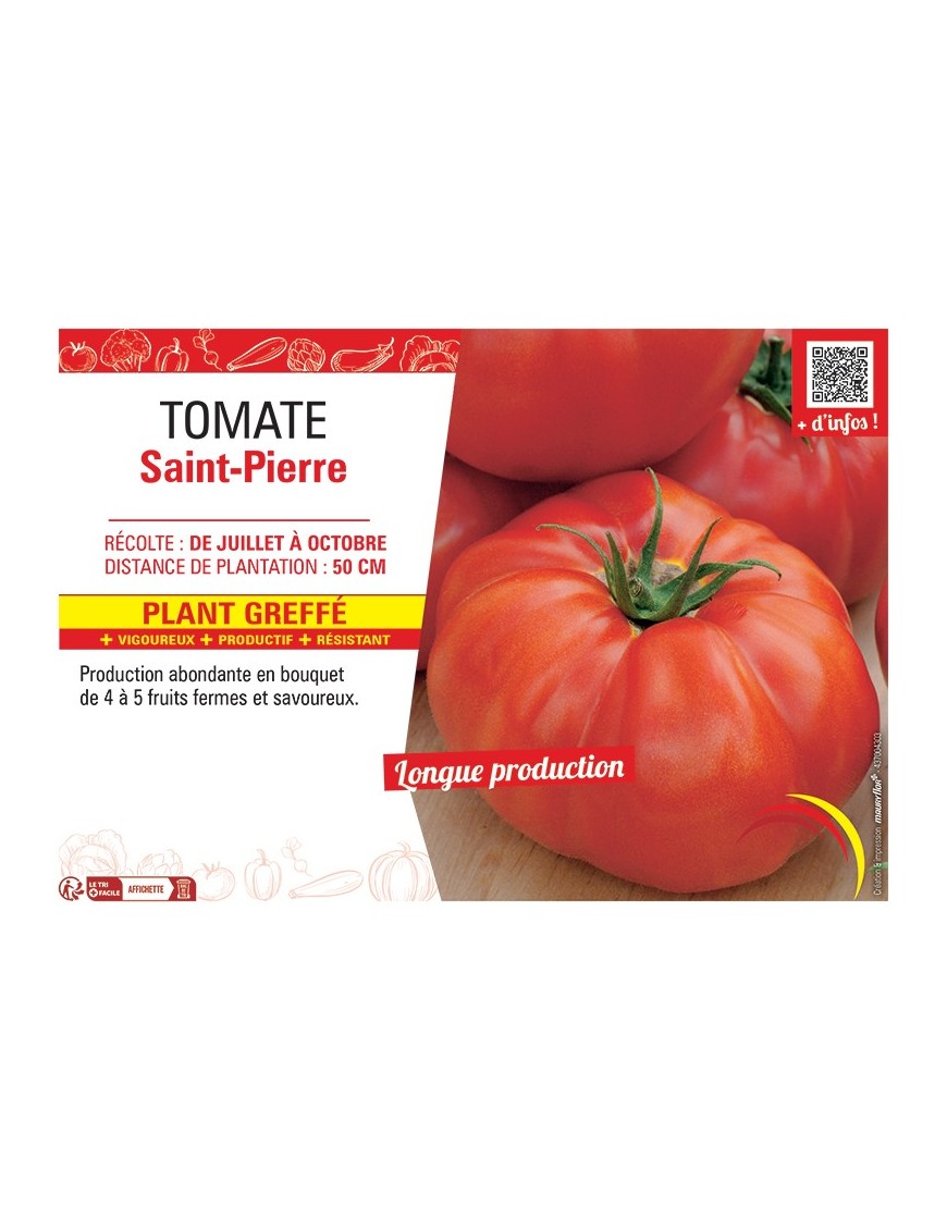 TOMATE SAINT-PIERRE Plant greffé