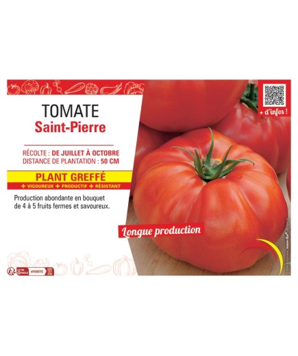 TOMATE SAINT-PIERRE Plant greffé