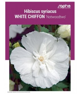 HIBISCUS SYRIACUS "White Chiffon"