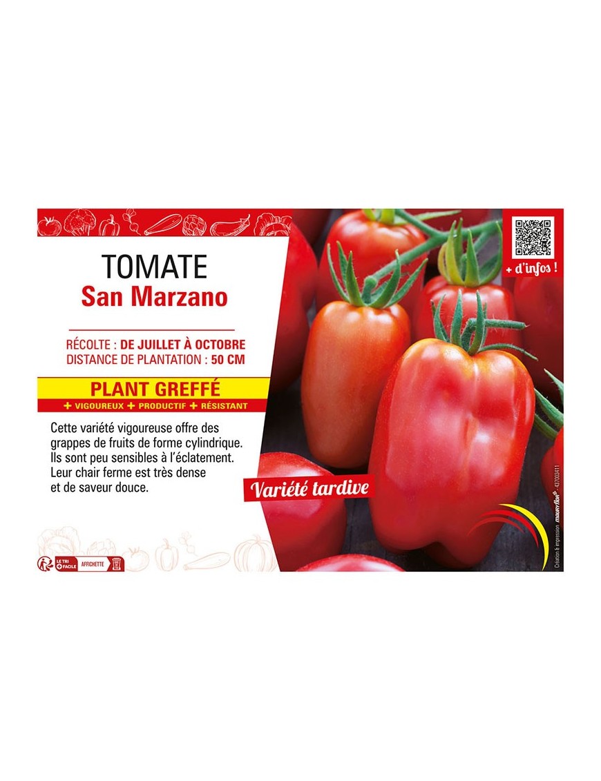 TOMATE SAN MARZANO Plant greffé