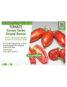 TOMATE CORNUE STRIEE STRIPED ROMAN