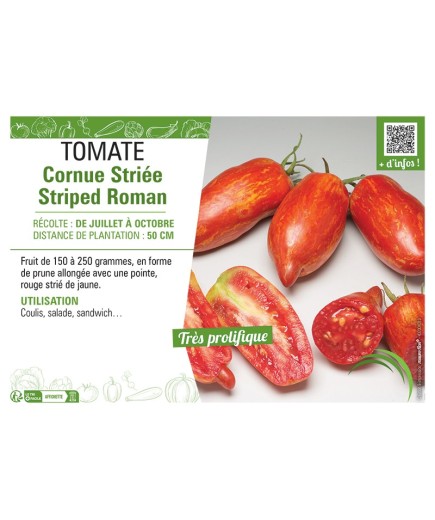TOMATE CORNUE STRIEE STRIPED ROMAN