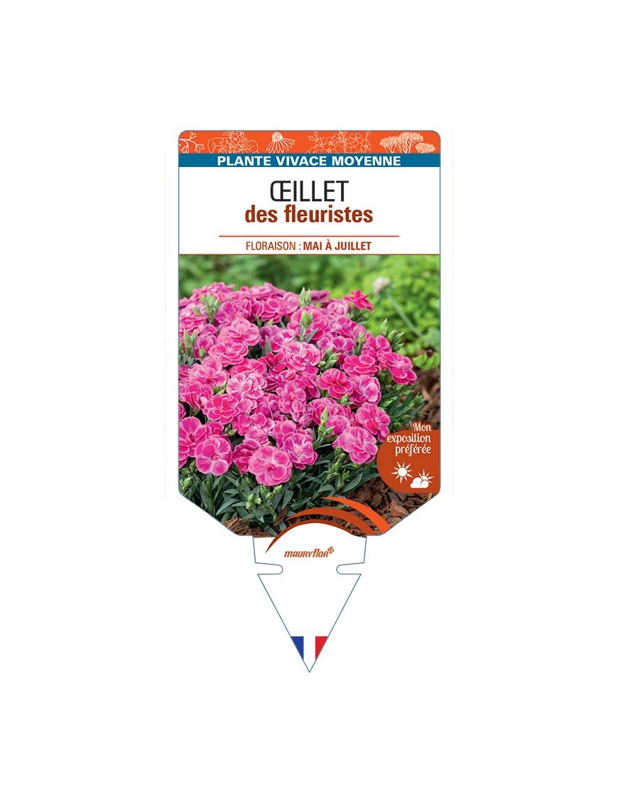 DIANTHUS caryophyllus voir Œillet des fleuristes (violet)