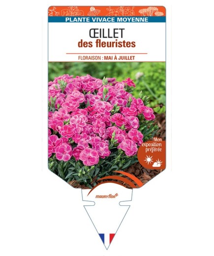DIANTHUS caryophyllus voir Œillet des fleuristes (violet)