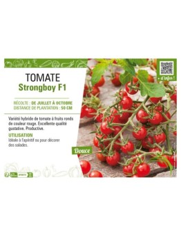 TOMATE STRONGBOY F1