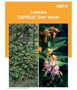 LONICERA "Caprilia® Ever"