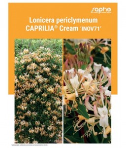 LONICERA PERICLYMENUM "Caprilia® Cream"