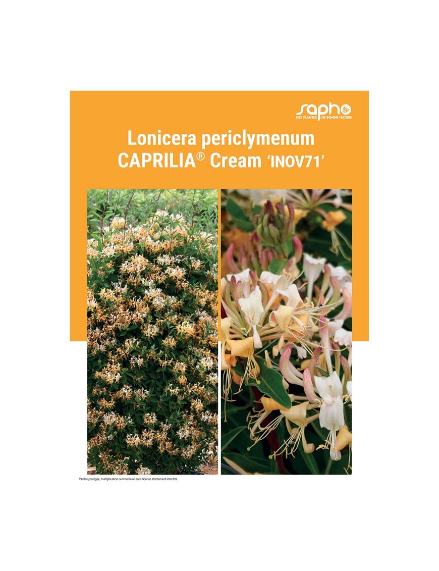 LONICERA PERICLYMENUM "Caprilia® Cream"