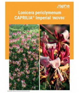LONICERA PERICLYMENUM "Caprilia® Imperial"