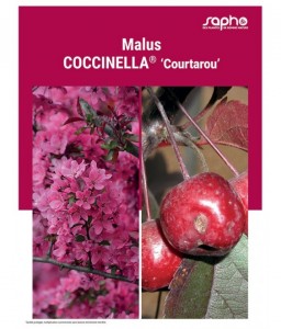MALUS "Coccinella®"'