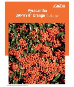 PYRACANTHA "Saphyr® Orange"